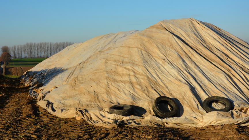 L’Irbab conseille de bâcher les tas durant 2 à 3 semaines minimum en vue de réduire la tare terre lors du chargement des racines.