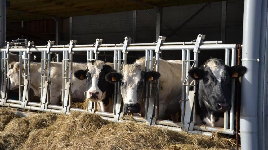 Sur base des analyses ADN réalisées en routine dans la population, on estimequ’environ 70% des animaux peuvent déjà être labellisés Meat+.