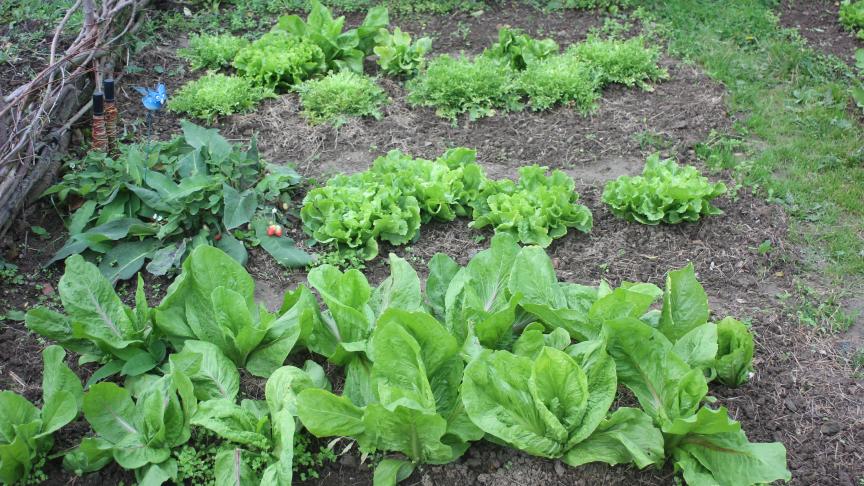 En particulier pour les potagers de petite taille, nous travaillons par zones plutôt que par bandes. Pour éviter de piétiner inutilement les zones de production, nous pouvons marcher sur des planches amovibles.