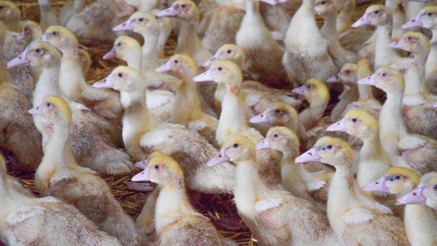 Le canard gras est élevé pour son foie, mais aussi pour ses magrets, cuisses...  L’ensemble des morceaux sont en effet  valorisés.