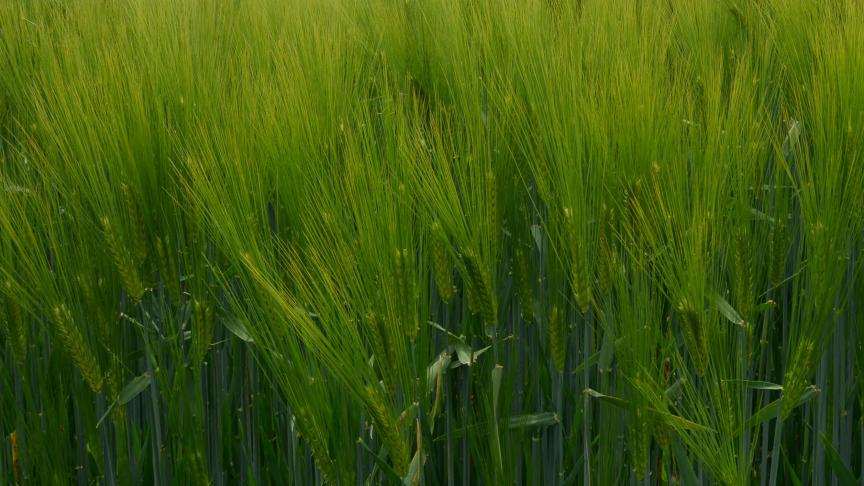 Les producteurs ayant des terres sur  les communes de Gesves, Ohey ou  Assesse peuvent intégrer le projet.