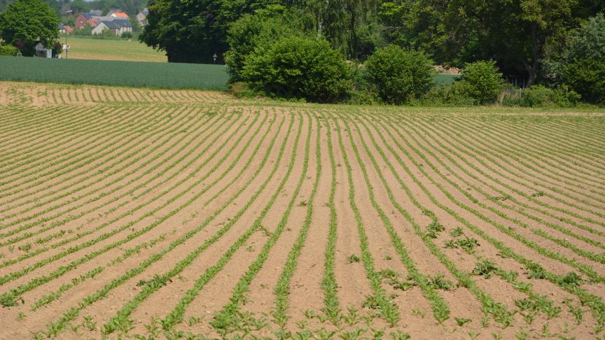En ce printemps particulier, les betteraves ont « sommeillé » jusque fin mai, pour ensuite connaître une croissance rapide en juin.