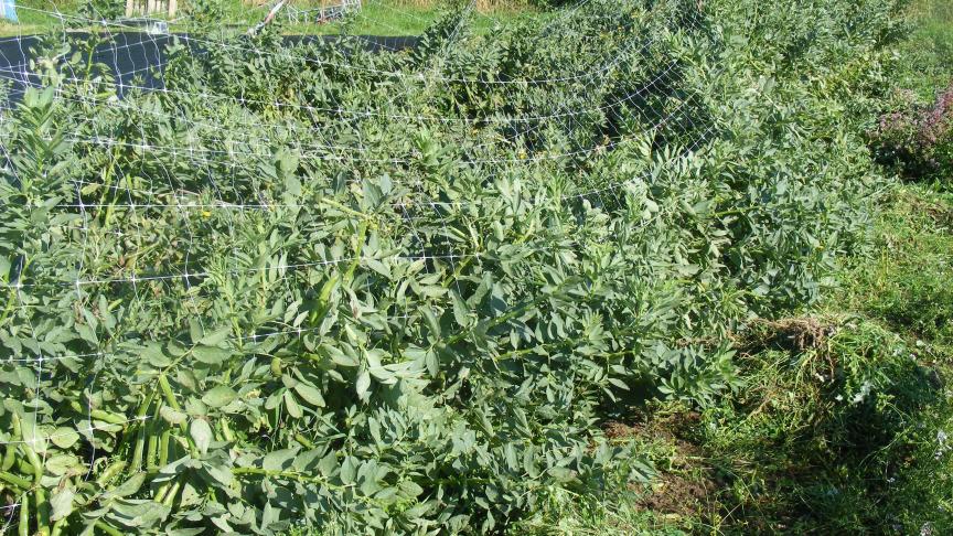 Les jardineries nous proposent une large gamme de matériel de tuteurage.  Ici, un grillage léger en matière plastique.