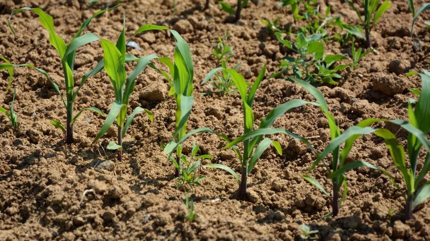 La croissance du maïs a été lente... Très rapidement, la culture a accusé un certain retard.