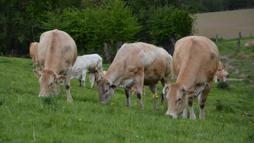 Si chaque éleveur voit différemment l’alimentation de son bétail d’ici 5 à 10ans, la recherche d’une plus grande autonomie semble être une constante.