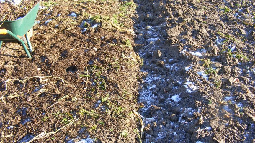 La partie du potager bêchée, à droite sur la photo, est bien décompactée, mais plus rien protège le sol de la battance par les pluies abondantes. Les plantes adventices sont enfouies. La partie non-bêchée est moins décompatée. Un travail adapté sera souhaité au printemps, par exemple avec un outil de décompaction qui ne retourne pas le sol. Les plantes adventices souffrent du gel mais ne sont pas dédruites.Les vers de terre et aux organismes vivants ont leur rôle à jouer dans les deux situations.
