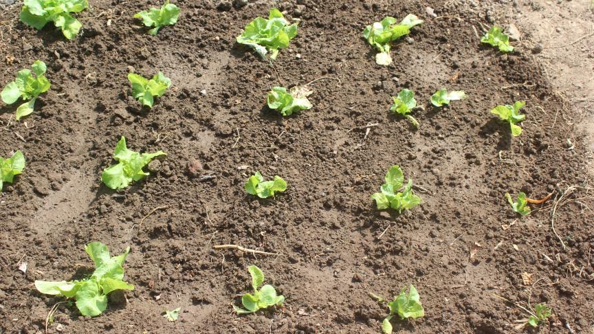 Les traces de pas compriment le sol et diminuent son aération. L'effet négatif se constatera sur la qualité et le production des légumes voisins.