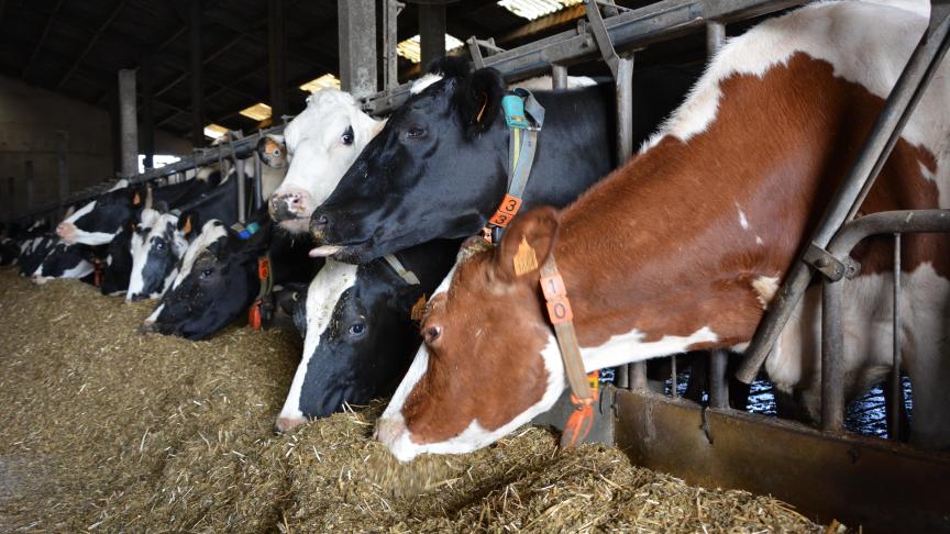 Les critères de valeur alimentaire tels que la teneur en amidon, la digestibilité de la matière organique et la teneur énergétique (VEM) sont également importants pour favoriserune production élevée tout en limitant l’usage d’aliments concentrés.