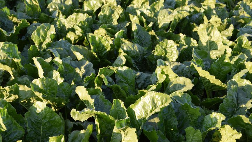 Pour rappel, en 2020, les coûts de production d’un hectare de betteraves tournaient autour de 2.380 €, avec l’augmentation annoncée de 20% en 2022, on arriverait à 2.850 €/ha.