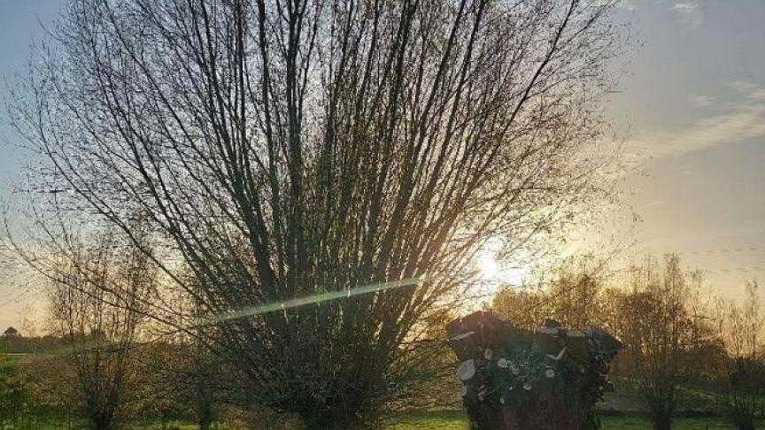 Le projet « Et nos (Hainaut) saules têtards ? » vise à la plantation de 5.000 perches, la taille de 500 saules têtards et l’étude des pistes de valorisation des résidus de taille.