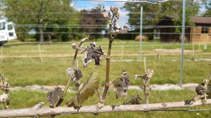 Dégâts de gel sur les jeunes pousses au printemps