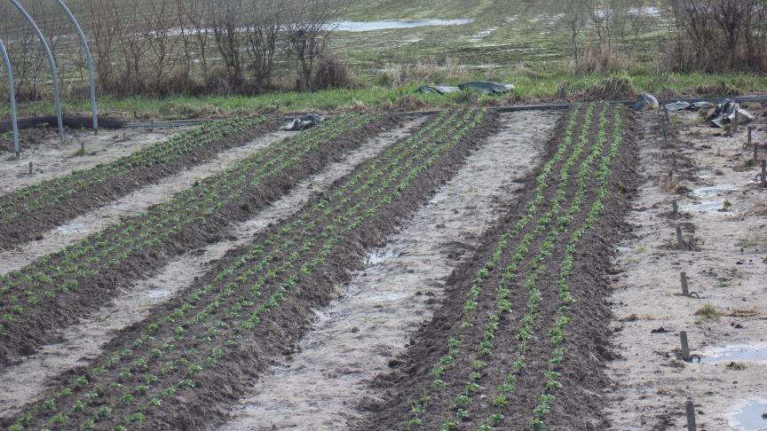 Le travail par bandes ou sur ados présente pas mal d'avantages pour l'organisation des implantations et récoltes.