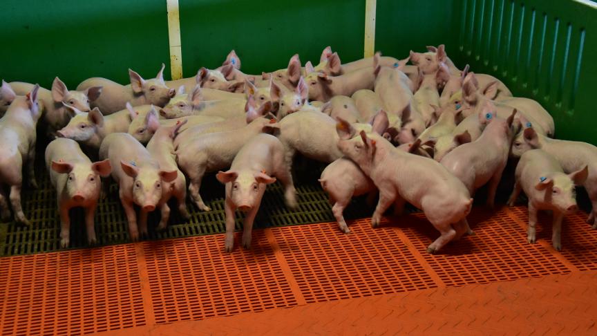 Le prix d'un porcelet est inférieur à 20 euros depuis plusieurs mois.