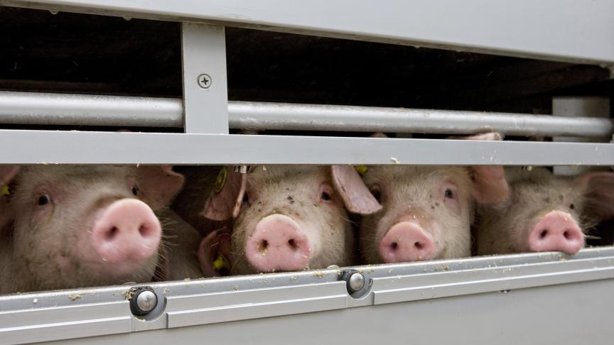 Les trajets par route ou par mer vers des pays tels que la Turquie, le Liban, la Libye et l'Algérie, considérés comme à haut risque pour le bien-être des animaux, sont particulièrement longs et éprouvants.
