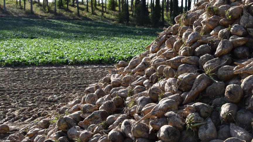 Depuis la disparition des quotas de production et des prix minimum du sucre (et donc aussi de la betterave) fin 2017, la rentabilité et par conséquent l’attractivité de la culture betteravière se sont effondrées.