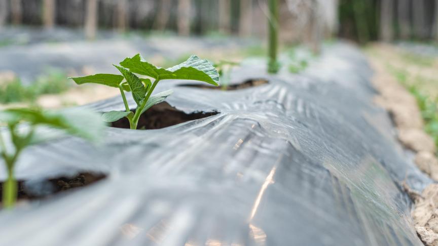 « Les plastiques biosourcés, biodégradables et compostables peuvent apporter des avantages par rapport aux plastiques traditionnels» indique la commission.