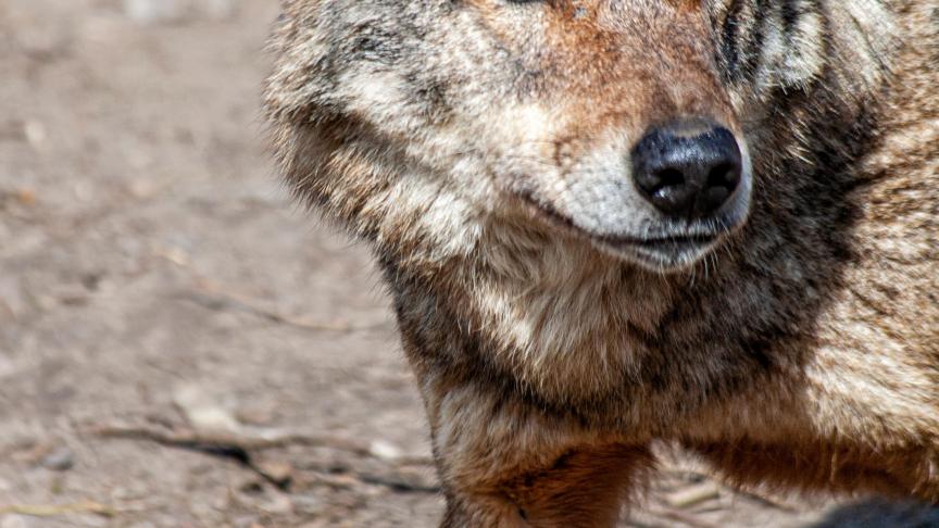 S’il n’est pas question de supprimer le statut de protection du loup, certains députés souhaitent le faire reculer d’un cran afin d’en faire une espèce pour laquelle on peut prendre des « mesures de gestion ».