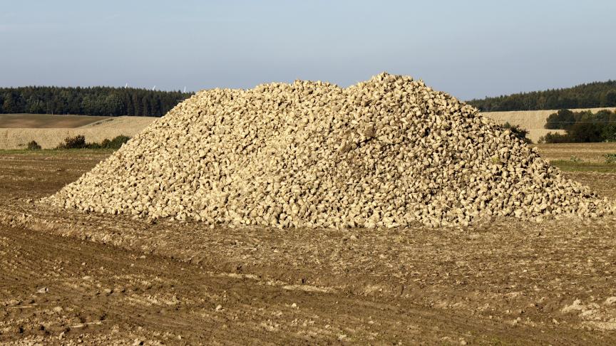 Après quatre ans de bas prix sur le marché de l’UE (en raison d’une offre excédentaire), l’étude indique que « depuis la campagne de commercialisation 2018-2019, l’ajustement annuel à la baisse de la production de sucre montre que le marché de l’UE est en train de trouver un nouvel équilibre ».