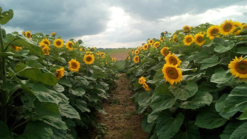 Après deux ans d’observations, il est sans doute encore trop tôt pour répondre à la question: le tournesol a-t-il un avenir en Belgique? Techniquement cela semble bien parti. Mais en présence d’années similaires à 2021, il faudra utiliser tous les leviers possibles.