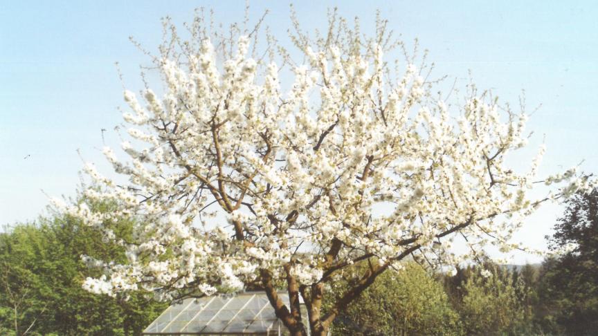 Dans le verger, ces fleurs de cerisier sont un plaisir pour les yeux...  mais aussi pour les insectes butineurs.