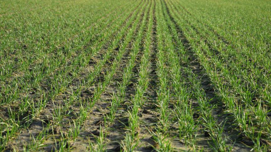 Dans la majorité des emblavements, les cultures sont en bon état.