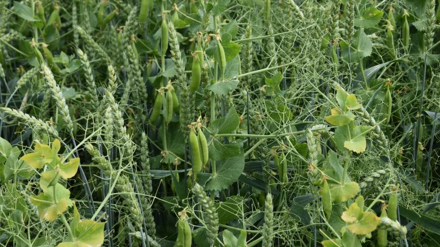 Une fertilisation trop importante voire trop précoce limite la mise en place et le développement des nodosités sur le système racinaire du pois.