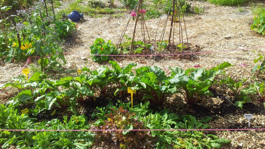 Le potager est développé selon les spécificités locales. Les zones moins faciles à ameublir resteront des chemins, celles naturellement plus meubles seront occupées par des légumes dont on récolte les racines. Dès qu'un espace se libère, après une récolte d'un légume, une autre plante est installée. Sans attendre. Le sol est occupé et protégé en permanence.