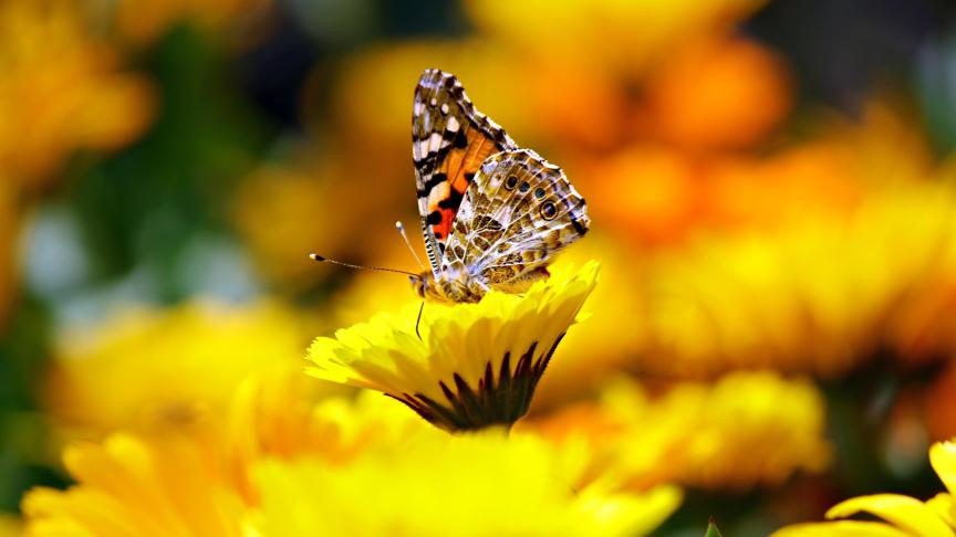 papillon