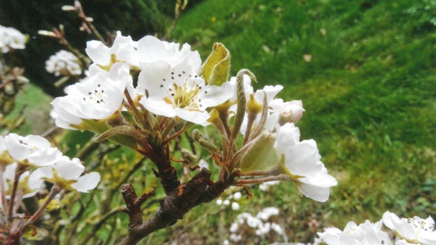 Les boutons des poiriers contiennent à la fois des ébauches de feuilles qui apparaissent  en premier lieu en formant une rosette et un bouquet floral appelé « corymbe ».