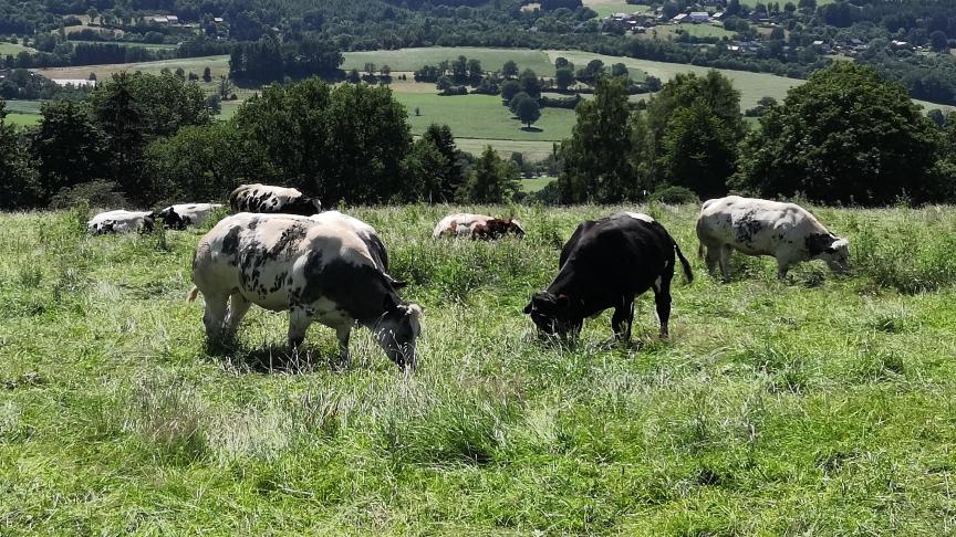 Les mises à jour concernent notamment le bien-être animal, l’enregistrement des antibiotiques ou encore la traçabilité.