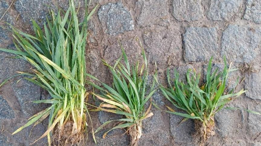 Escourgeon: semis de fin septembre (BBCH 30) à gauche et semis de fin octobre (BBCH29) à droite.