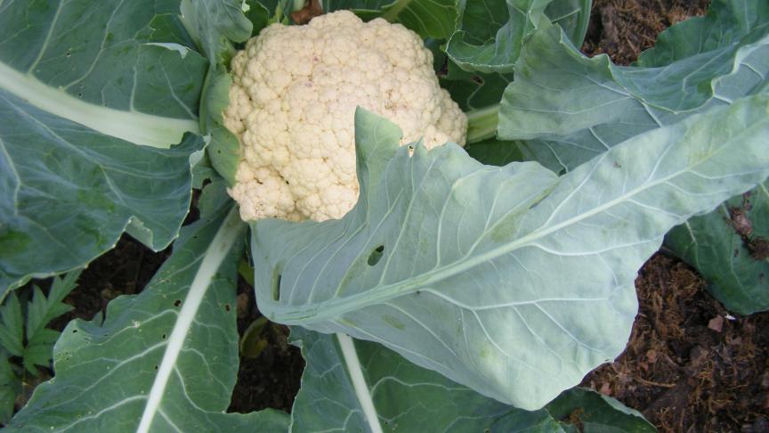 Pour que les têtes restent bien blanches (variétés non colorées), nous les protégeons du soleil en les couvrant de feuilles cassées issues de la base de la plante elle-même. Nous faisons cette opération quand les têtes (les « fleurs ») commencent à être visibles au cœur du feuillage.