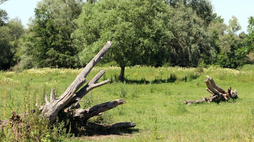 D’un côté, l’arbre peut être considéré comme le fruit du bien loué et revient dans ce cas au preneur. De l’autre, le preneur est dans l’obligation de restituer le bien loué dans l’état qu’il l’a reçu en fin de bail.
