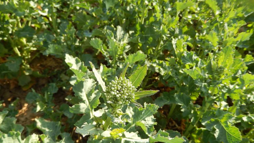Boutons floraux de colza, sensibles aux attaques de méligèthes.
