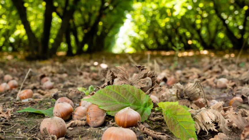 La noisette est riche en fibres, minéraux et vitamines B6, C et E. Avec un bon taux de protéines, les noisettes sont aussi un atout dans un contextede consommation raisonnée de viande.