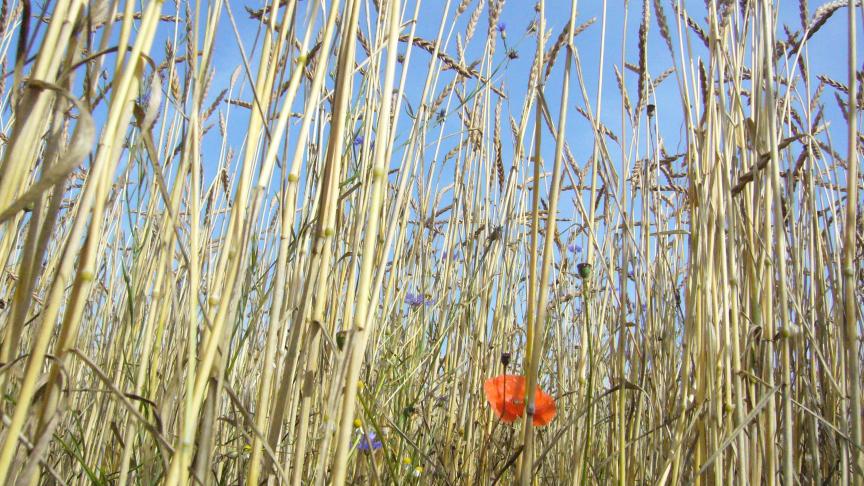 Les plantes messicoles peuvent aussi être semées avec des céréales d'hiver, à partir de fin septembre.