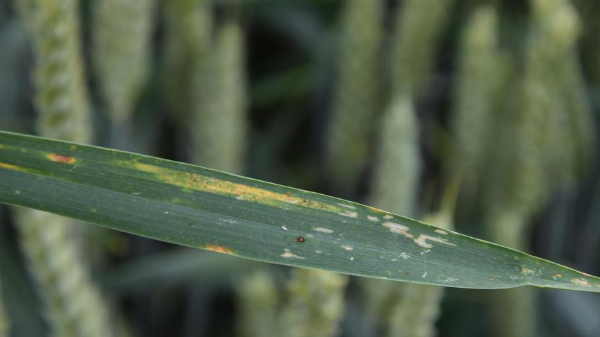 La rouille jaune est une maladie dont les premiers symptômes s’expriment souvent par foyers et ronds dans la culture.