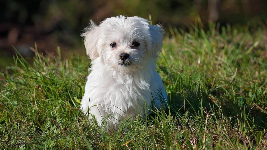 maltese-gf00443bad_1920