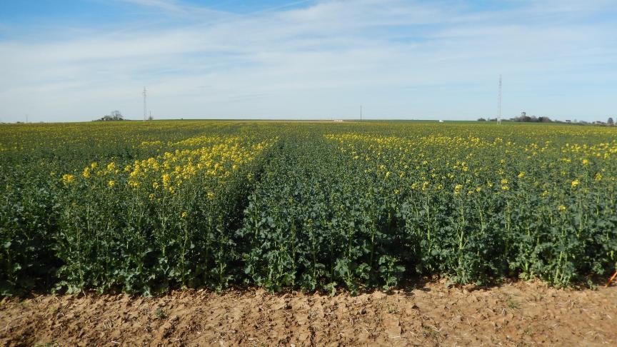 Différences de précocité à la floraison entre variétés de colza d'hiver, bien visibles dans un essai variétal (toutes les variétés ont été semées en même temps).