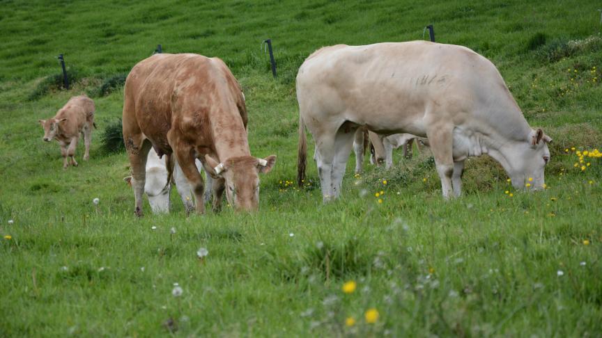 Les prairies et l’élevage bovin dominent le paysage agricole wallon.