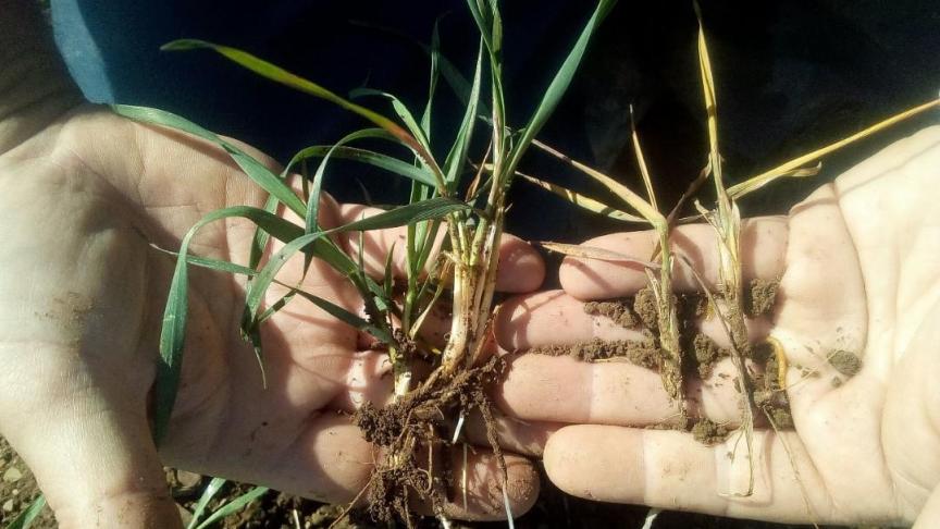 Deux plantes attaquées par une larve de taupin (à droite)  en comparaison avec leurs voisines saines (à gauche).