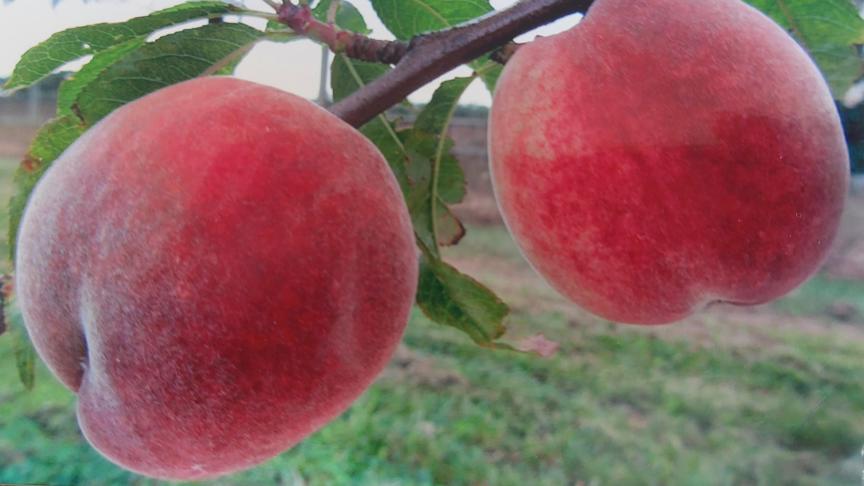 Les variétés de pêches à chair blanche (ici : ‘Fertile de Septembre’ R.G.F.) ont une qualité gustative plus marquée que celles à chair jaune. Elles semblent aussi mieux adaptées  à notre climat actuel parce qu’elles sont moins exigeantes en chaleur.