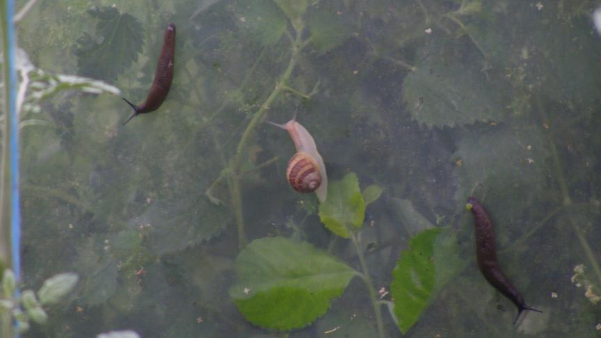 Pendant la nuit, les limaces partent en pérégrination. Certaines sont en exploration  de mousses ou lichens sur le film de serre. Elle redescendent après le lever du soleil.