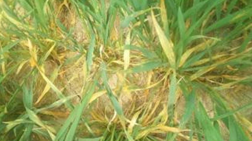 La pression actuelle de rouille jaune est particulièrement élevée sur épeautre.