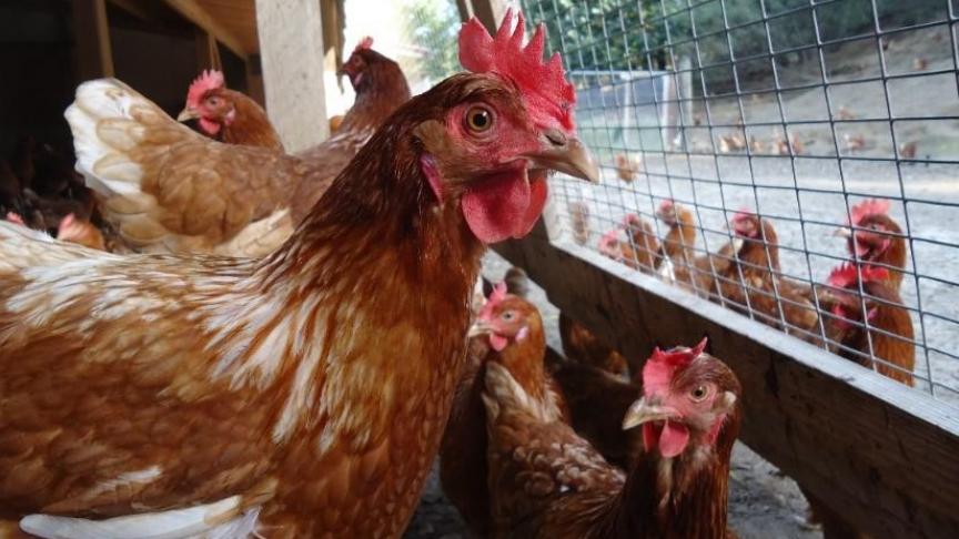 La filière œuf bio est sous pression depuis des mois, en raison de la hausse des prix des aliments et de l'énergie.