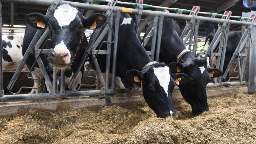 Le projet HappyMoo vise à quantifier le bien-être des vaches laitières  via l’analyse spectrale du lait.