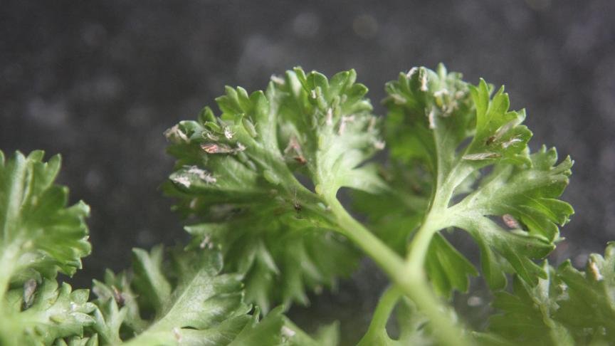 Les colonies de pucerons sont à surveiller de près, elles sont présentes  sur les cultures de laitues, de persil (notre photo), de carottes, entre autres.