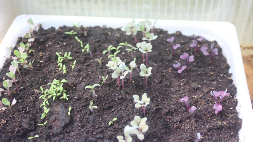 Pour éviter des erreurs d'identification, alternons les espèces semées dans une même terrine.