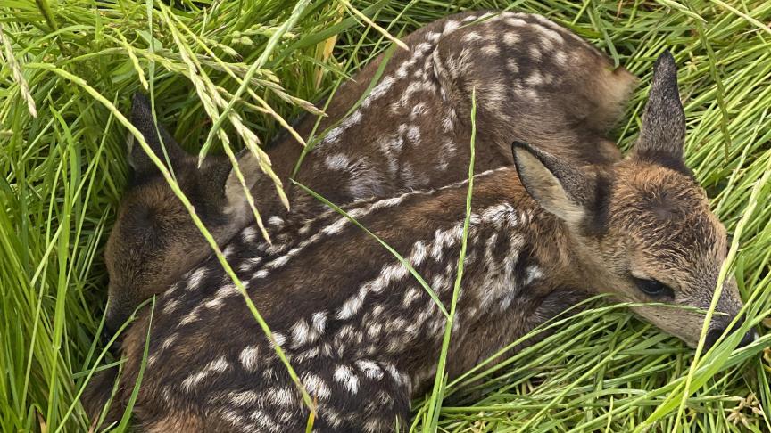 Les faons naissent généralement par deux. La chevrette met bas dans les hautes herbes pour le protéger des prédateurs. On les trouve souvent éloignés d’une dizaine de mètres.