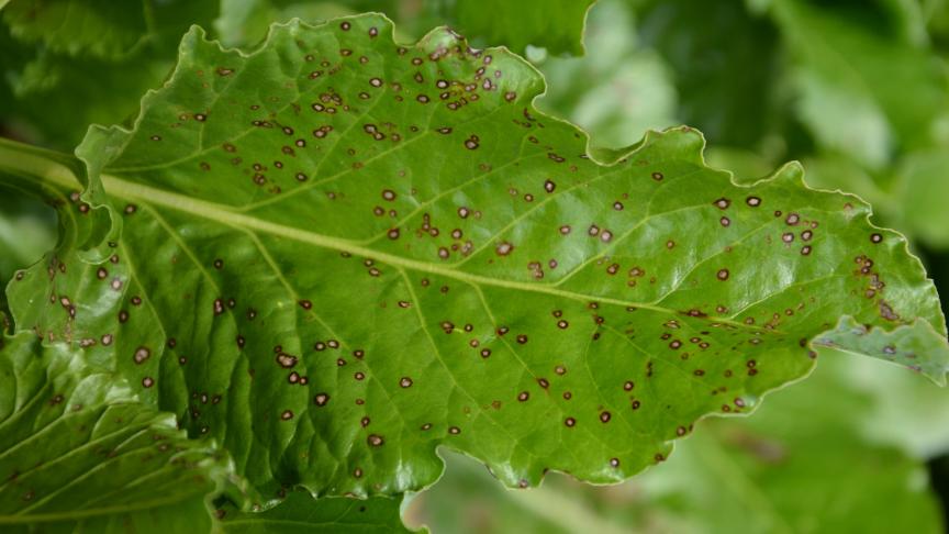 La cercosporiose se reconnaît à ses taches caractéristiques : rondes et grisâtres,  entourées d’une bordure rougeâtre.